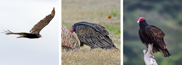 Turkey Vulture