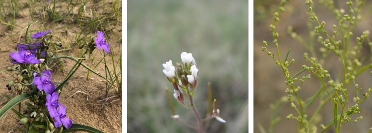 Rare Plant Rescue image